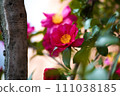 sasanqua flowers 111038185
