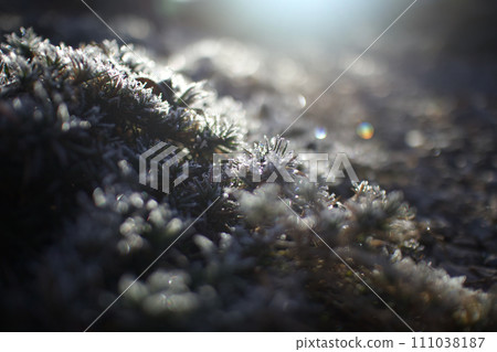 霜凍的早晨,在寒冷中閃閃發光(彩虹球5橫) 霜凍的早晨,在寒冷中閃閃發光(彩虹球5橫) 111038187