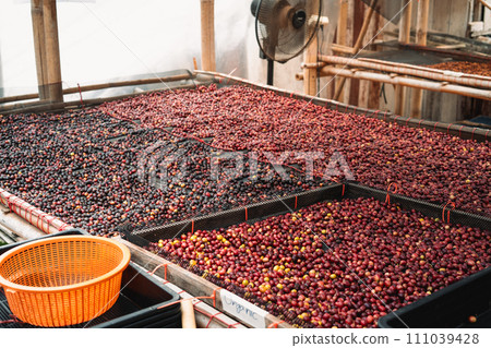 Coffee cherry beans are drying in the greenhouse 111039428