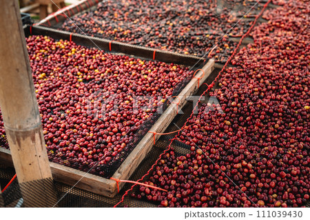 Coffee cherry beans are drying in the greenhouse 111039430
