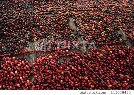 Coffee cherry beans are drying in the greenhouse Coffee cherry beans are drying in the greenhouse 111039433