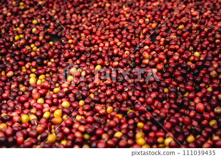 Coffee cherry beans are drying in the greenhouse 111039435