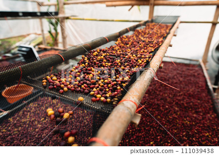 Coffee cherry beans are drying in the greenhouse Coffee cherry beans are drying in the greenhouse 111039438