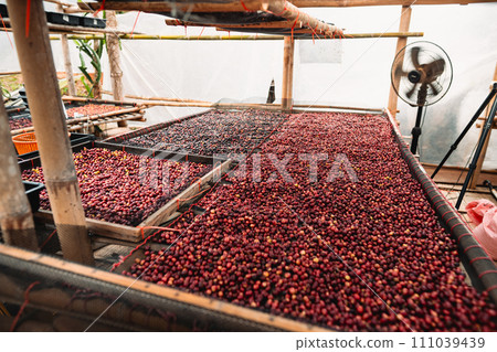 Coffee cherry beans are drying in the greenhouse Coffee cherry beans are drying in the greenhouse 111039439