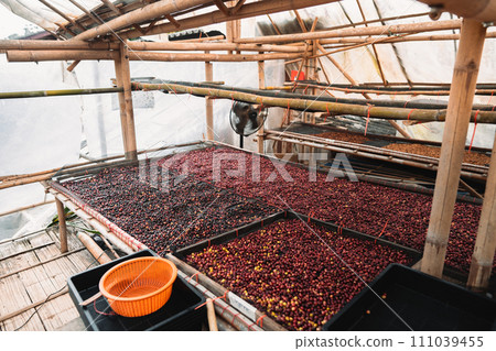 Coffee cherry beans are drying in the greenhouse Coffee cherry beans are drying in the greenhouse 111039455