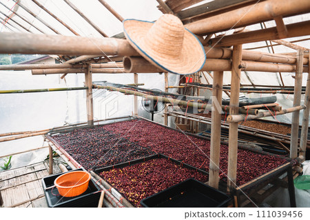 Coffee cherry beans are drying in the greenhouse 111039456