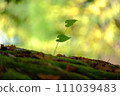 Heart leaves 111039483