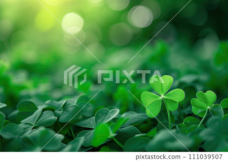 fresh three-leaved shamrocks background. St. Patrick`s day holiday symbol 111039507