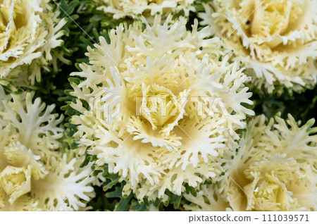 Leaf button 111039571