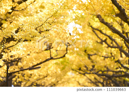Rows of yellow ginkgo trees in Meiji Jingu Gaien Rows of yellow ginkgo trees in Meiji Jingu Gaien 111039663