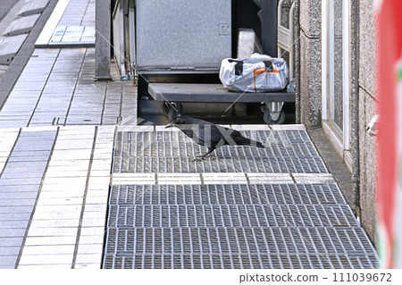 Cityscape of Yokohama, Japan Crows find food at the entrance to a convenience store and aim while keeping an eye on their surroundings = Yokohama City Cityscape of Yokohama, Japan Crows find food at the entrance to a convenience store and aim while keeping an eye on their surroundings = Yokohama City 111039672