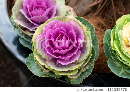 Leaf button Leaf button 111039778