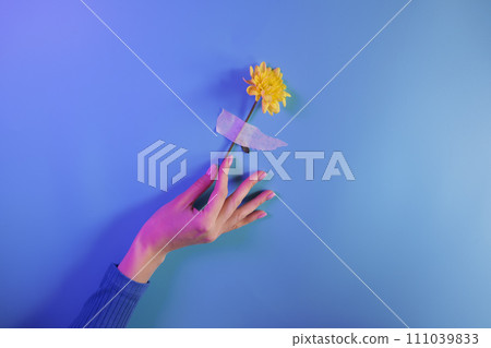 Woman's hand holds a flower taped to blue wall 111039833