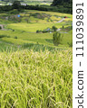 Obasute Rice Terrace Scenery (Chikuma City, Nagano Prefecture) 111039891