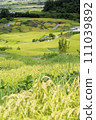Obasute Rice Terrace Scenery (Chikuma City, Nagano Prefecture) 111039892