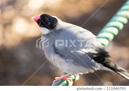 一隻有點腫的鳥 一隻有點腫的鳥 111040791