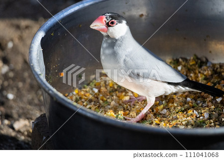 波文町吃飯 波文町吃飯 111041068