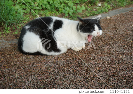 Yawning stray cat 111041131