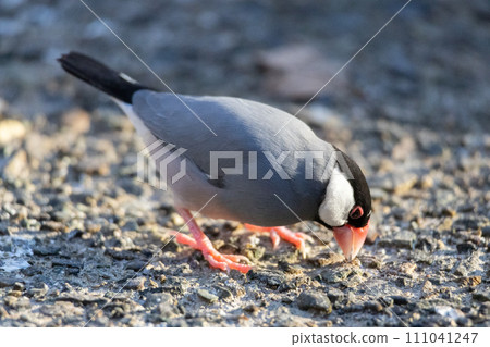 A bird looking at the ground 111041247