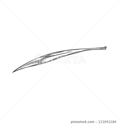 Acai one leaf, vector engraved hand drawn herbal tea foliage, botanical floral element agricultural Acai berries plant 111041284