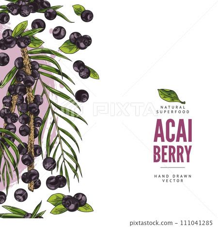 Design template with acai berry, vector illustration in color sketch style Design template with acai berry, vector illustration in color sketch style 111041285