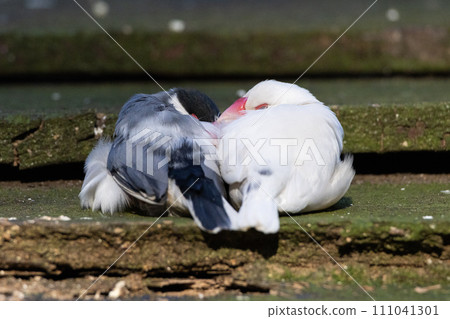 Java sparrows sleeping snuggled together 111041301
