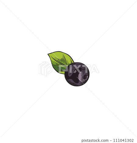 Hand drawn colorful acai berry with leaf sketch style Hand drawn colorful acai berry with leaf sketch style 111041302