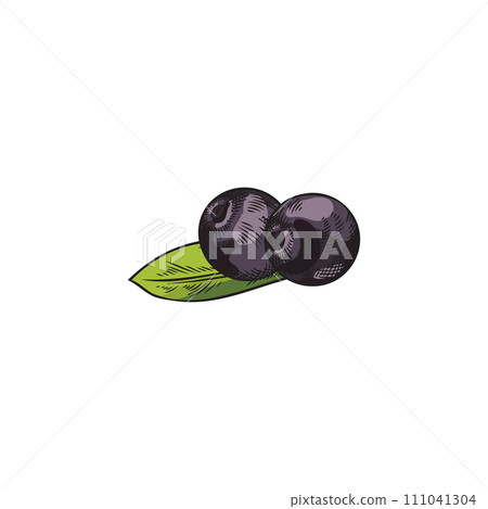 Acai berries hand drawn ink sketch style icon, vector illustration isolated. Acai berries hand drawn ink sketch style icon, vector illustration isolated. 111041304