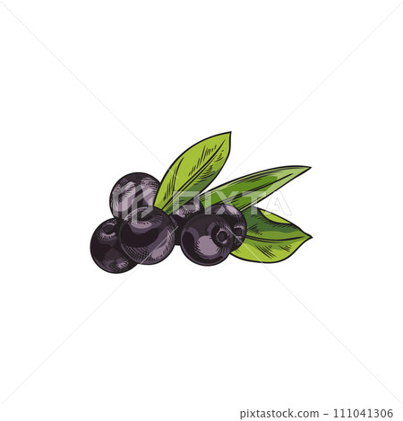 Hand drawn colorful acai berries with leaves sketch style Hand drawn colorful acai berries with leaves sketch style 111041306