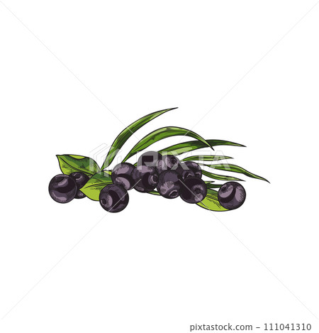 Acai berries, vector hand drawn illustration of branch with berries and leaves, fresh juicy black berries with foliage 111041310