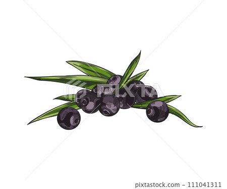 Acai berries heap, vector hand drawn illustration of pile with berries and leaves, fresh natural fruit superfood Acai berries heap, vector hand drawn illustration of pile with berries and leaves, fresh natural fruit superfood 111041311