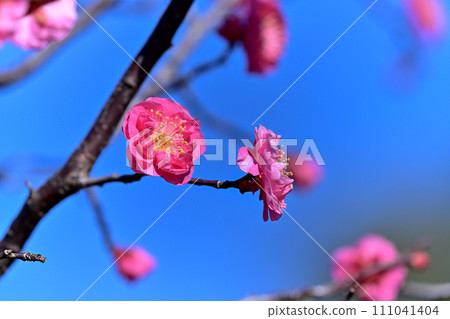 Red plum blossoms shining against the blue sky Red plum blossoms shining against the blue sky 111041404