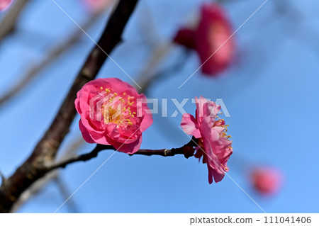 Red plum blossoms shining against the blue sky Red plum blossoms shining against the blue sky 111041406