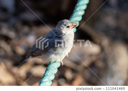 Java sparrow (young bird) on the rope Java sparrow (young bird) on the rope 111041460