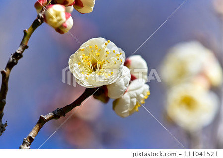 白梅花 白梅花 111041521