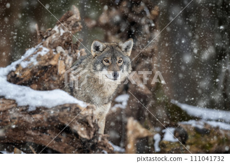 Gray wolf, Canis lupus in the winter forest 111041732