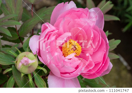 冬天的按鈕 冬天的按鈕 111041747