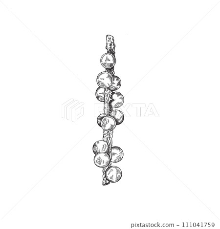 Acai berry, vector illustration isolated on white background, sketch style. Acai berry, vector illustration isolated on white background, sketch style. 111041759