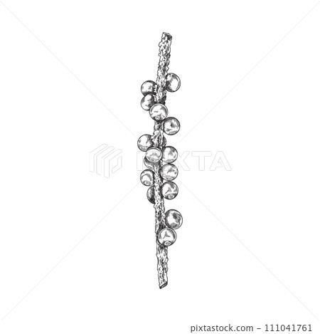 Acai berries on branch, fresh juicy black berries, vector engraved hand drawn natural fruit, exotic vitamin superfood Acai berries on branch, fresh juicy black berries, vector engraved hand drawn natural fruit, exotic vitamin superfood 111041761