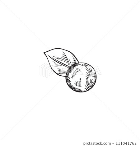 Acai berry with leave sketch vector illustration Acai berry with leave sketch vector illustration 111041762