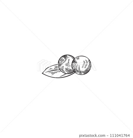 Acai two berries with leaf vector engraved hand drawn illustration, fresh natural fruit superfood isolated on white Acai two berries with leaf vector engraved hand drawn illustration, fresh natural fruit superfood isolated on white 111041764