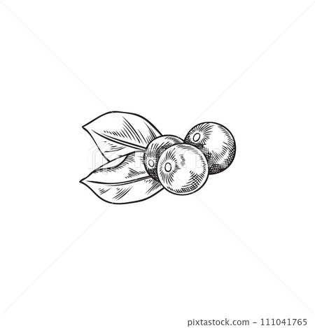 Hand drawn monochrome acai berries and leaves sketch style 111041765
