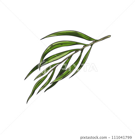 Acai berry leaves branch. Willow plant foliage. 111041799