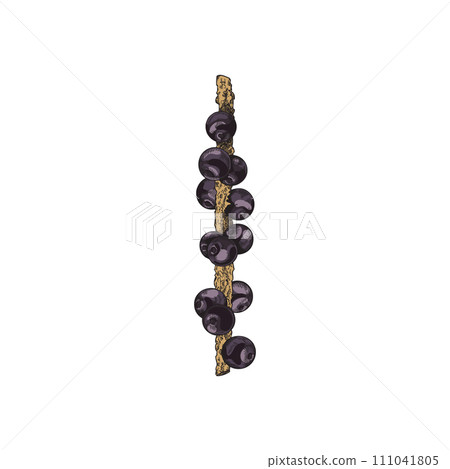 berry, vector, sketch 111041805