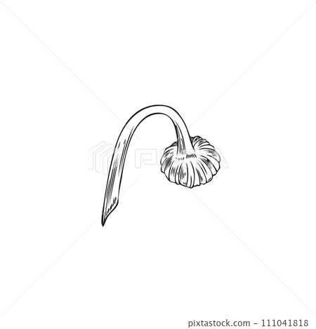 Hand drawn chamomile bud on stem sketch style, vector illustration 111041818