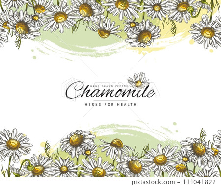 Banner with chamomile, seamless vector border, hand drawn color sketch 111041822