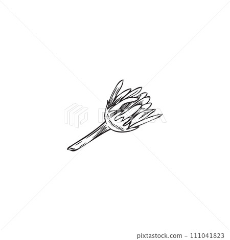 Unopened wildflower sketch, vector illustration, isolated on white. Unopened wildflower sketch, vector illustration, isolated on white. 111041823