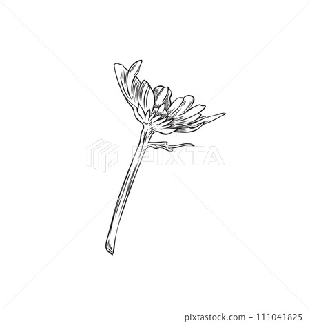 Wildflower sketch, vector illustration, isolated on white. Wildflower sketch, vector illustration, isolated on white. 111041825