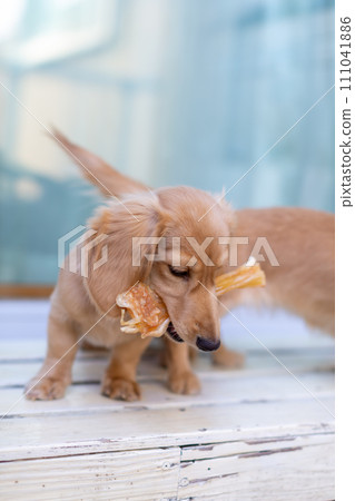 Dachshund with jerky snack in his mouth 111041886