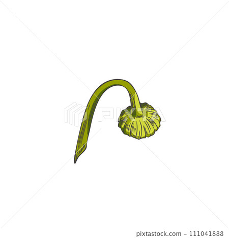 Unopened wildflower, chamomile bud hand drawn vector isolated on white 111041888